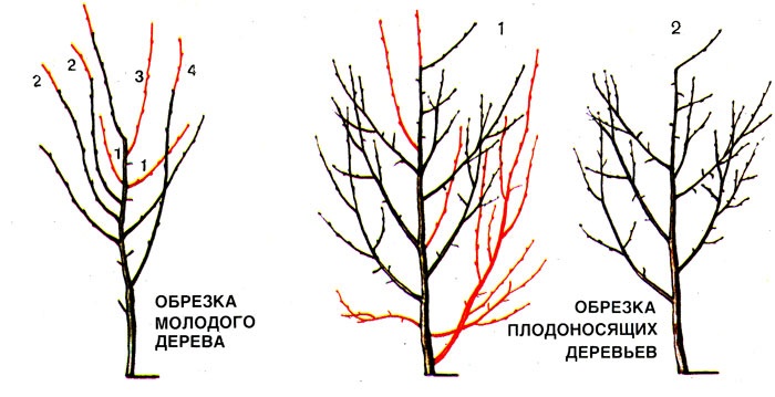 обрезка сливы весной и осенью
