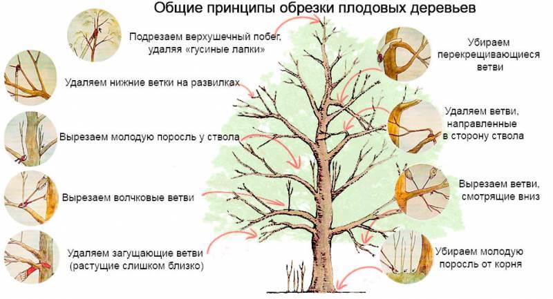 Общие принципы обрезки плодовых деревьев