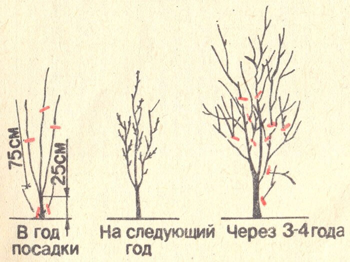 Схема обрезки сливы весной