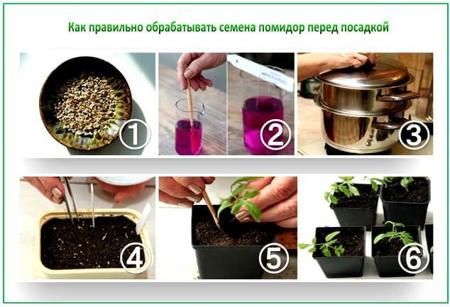 Как правильно обрабатывать семена томатов перед посадкой