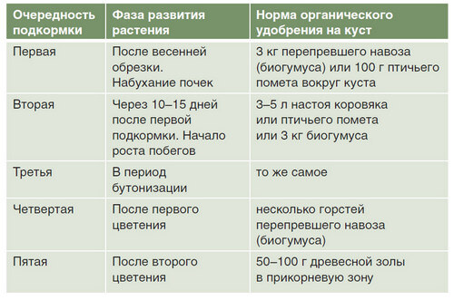 Весеннее удобрение роз