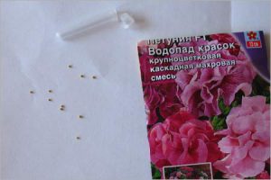 как выглядят семена петунии фото