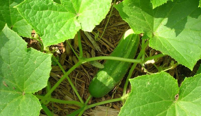 выращивания огурцов в открытом грунте