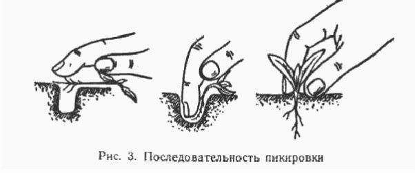 выращивания баклажан в теплицах из поликарбоната