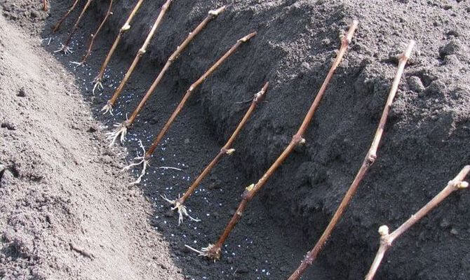 Посадка винограда черенками