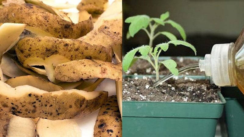 Используем картофельные очистки как удобрение для быстрого повышения урожайности