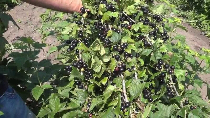 Близкое знакомство со смородиной сорта Ядреная