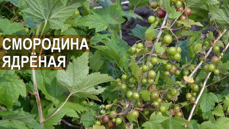 Близкое знакомство со смородиной сорта Ядреная