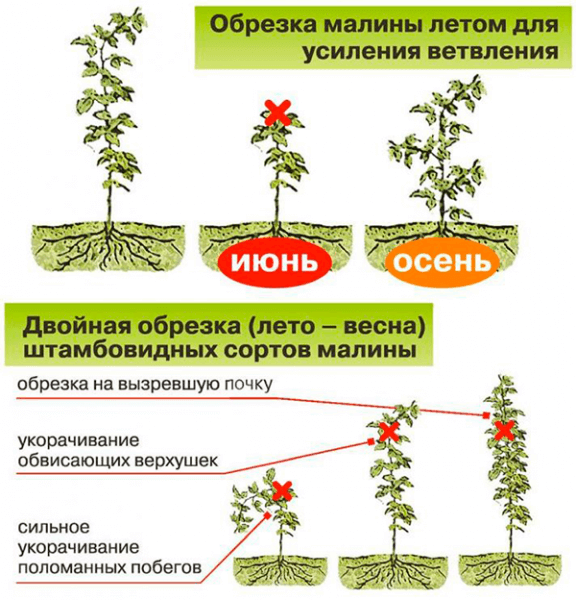 Обрезка осенью малины