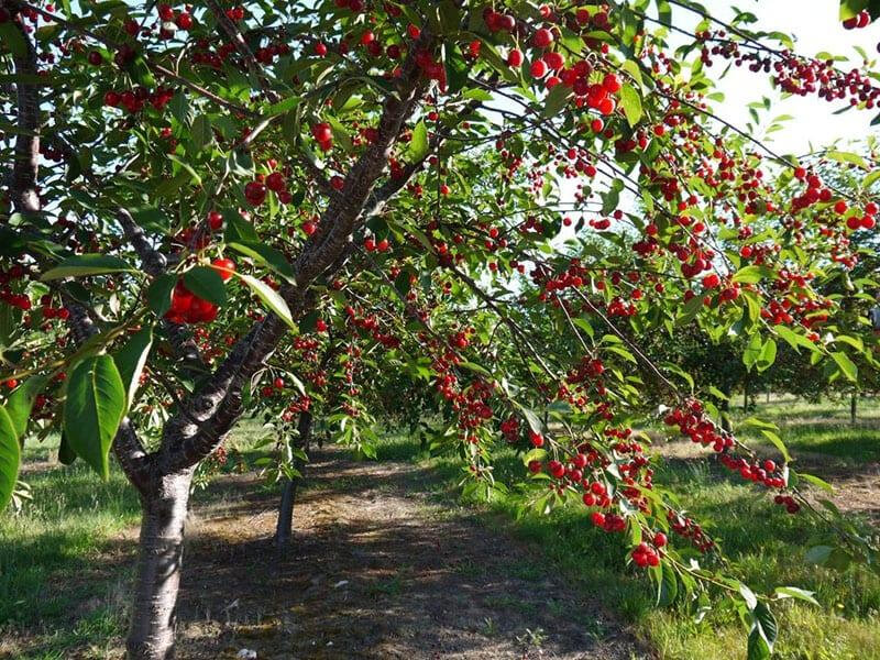 Разбираемся в методах удаления поросли деревьев на дачном участке