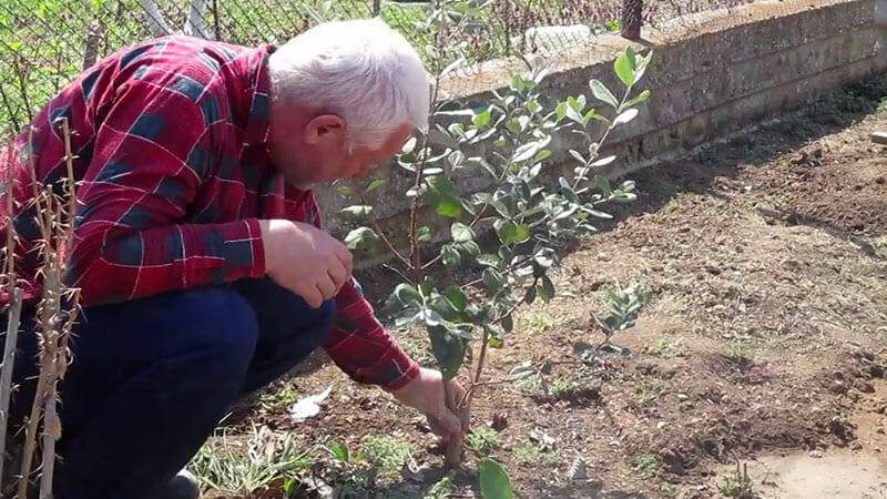 Увлекательное выращивание фейхоа в открытом грунте
